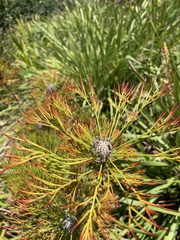 Isopogon anethifolius