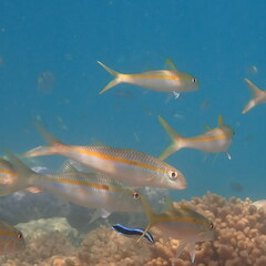 Mulloidichthys flavolineatus
