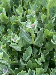 Erythranthe erubescens