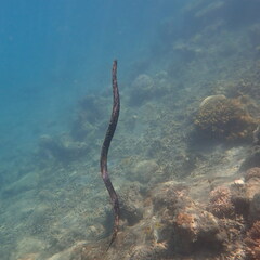 Emydocephalus annulatus