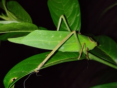 Stilpnochlora thoracica