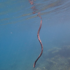 Emydocephalus annulatus