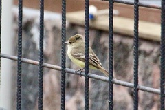 Myiarchus magnirostris