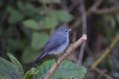 Melaenornis fischeri