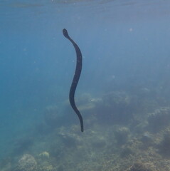 Emydocephalus annulatus