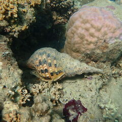 Charonia tritonis