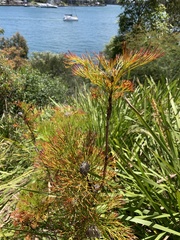 Isopogon anethifolius
