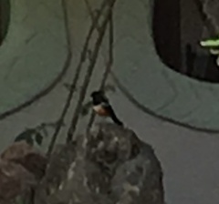 Thamnolaea cinnamomeiventris