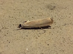 Parapediasia decorellus