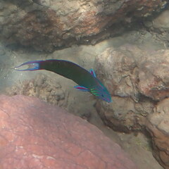 Thalassoma lunare