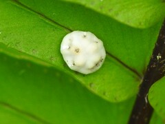 Ceroplastes floridensis