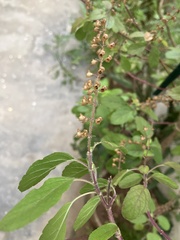 Ocimum