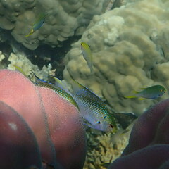 Neopomacentrus nemurus