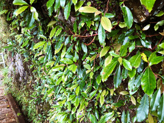 Hydrangea integrifolia