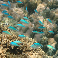 Chromis viridis