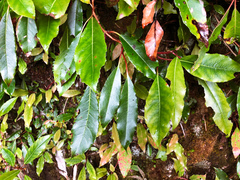 Hydrangea integrifolia