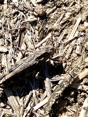 Lactista gibbosus