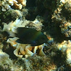 Pomacentrus chrysurus