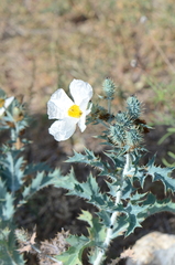 Argemone albiflora