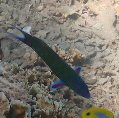 Thalassoma lunare