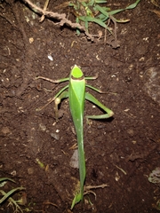 Stilpnochlora thoracica