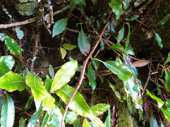 Hydrangea integrifolia