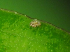 Dicyrtomidae