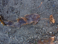 Saccharina latissima