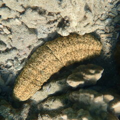 Stichopus herrmanni