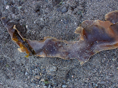 Saccharina latissima