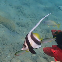 Heniochus acuminatus