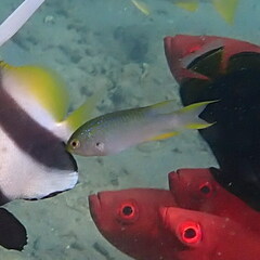 Neopomacentrus nemurus