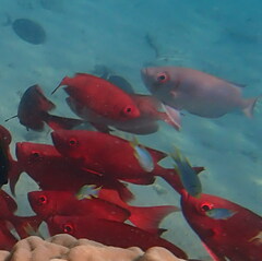 Priacanthus hamrur