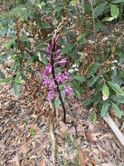 Dipodium roseum