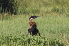 Anhinga rufa