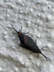 Pollanisus subdolosa