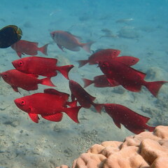 Priacanthus hamrur