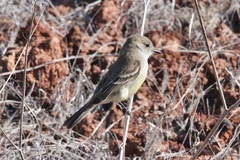 Myiarchus magnirostris