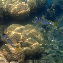 Plectorhinchus lineatus