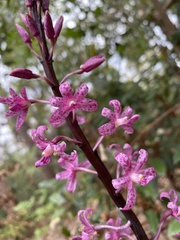 Dipodium roseum