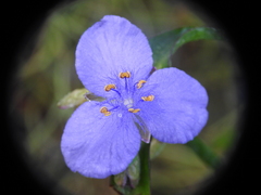 Tradescantia ohiensis