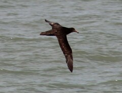 Macronectes giganteus