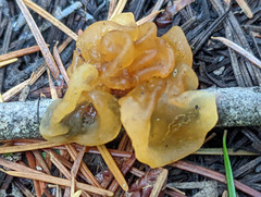 Tremella mesenterella