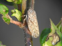 Curtara insularis