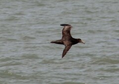 Macronectes giganteus