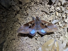 Ischyja manlia