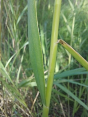 Phalaris caroliniana