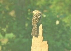 Campylorhynchus nuchalis