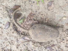 Swietenia macrophylla