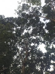 Swietenia macrophylla